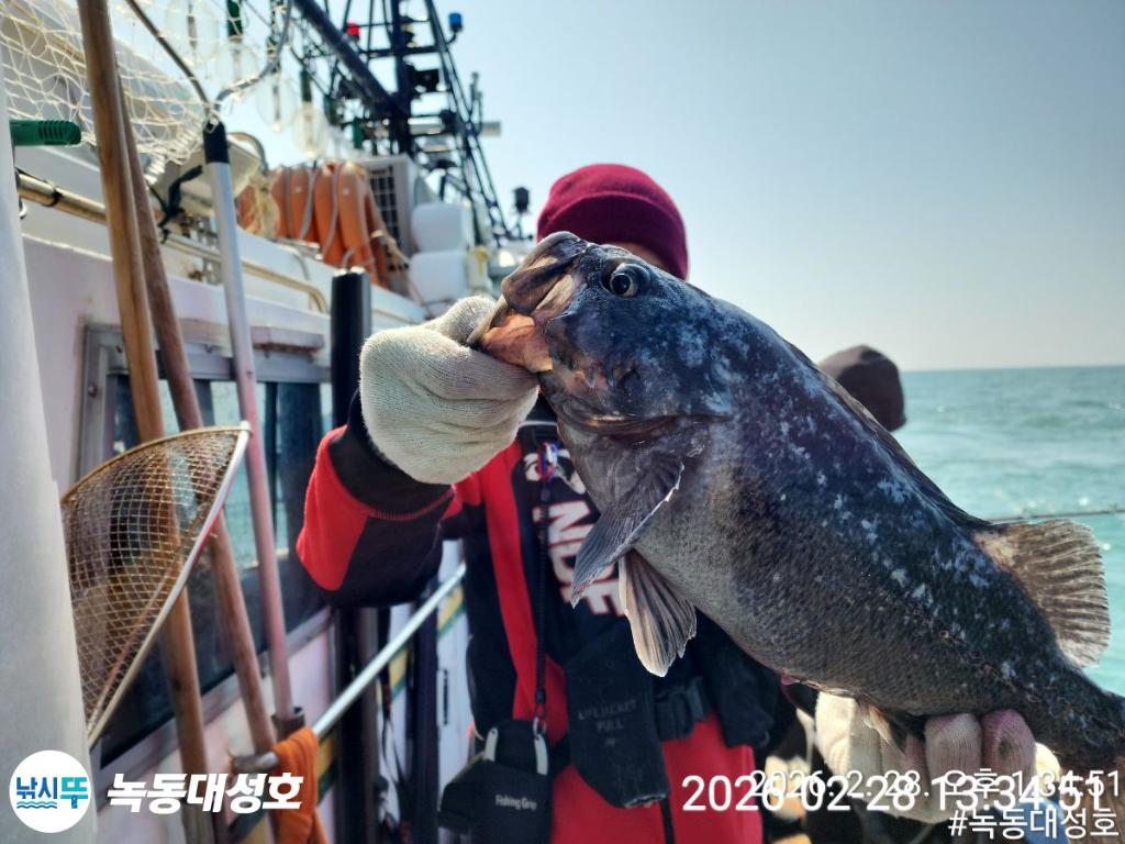 낚시뚜,우럭,열기,녹동항,녹동대성호,낚시뚜30
