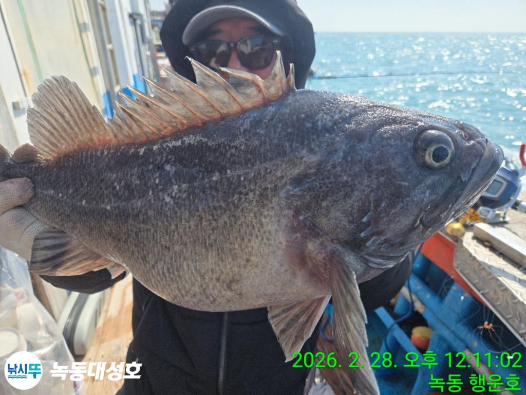 낚시뚜,우럭,열기,녹동항,녹동대성호,낚시뚜2