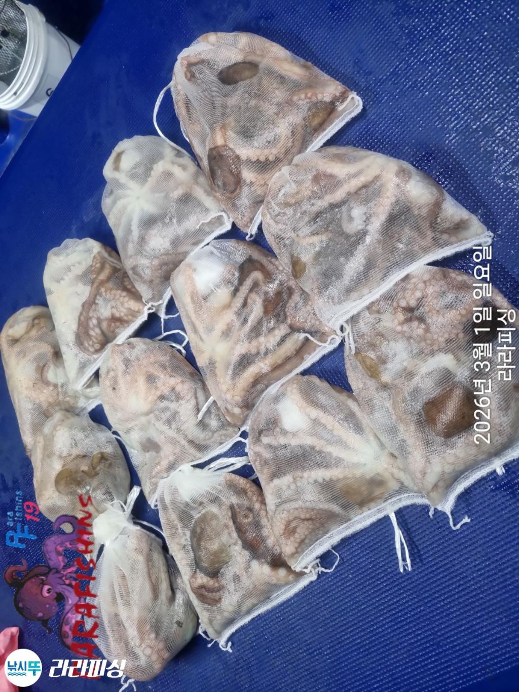 낚시뚜,낙지,속천항(진해),라라피싱,낚시뚜16