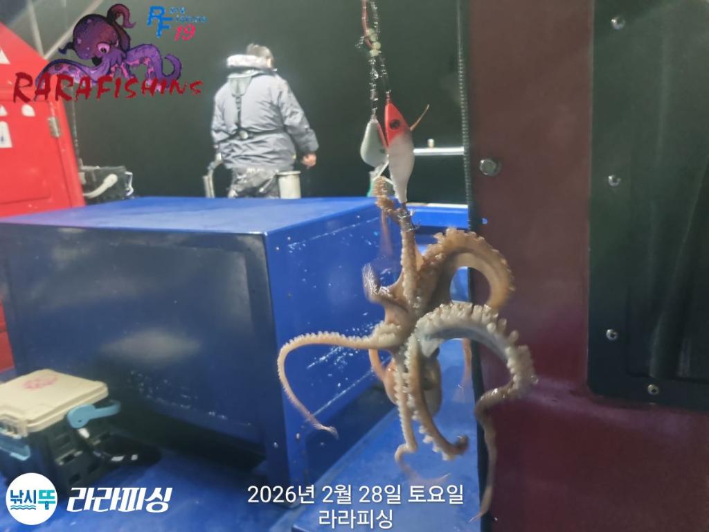 낚시뚜,낙지,속천항(진해),라라피싱,낚시뚜4