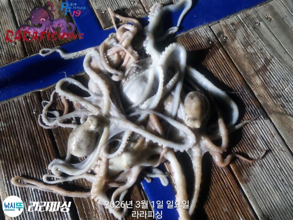 낚시뚜,낙지,속천항(진해),라라피싱,낚시뚜13