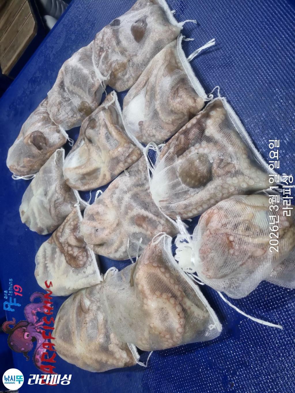 낚시뚜,낙지,돌문어,속천항(진해),라라피싱,낚시뚜13