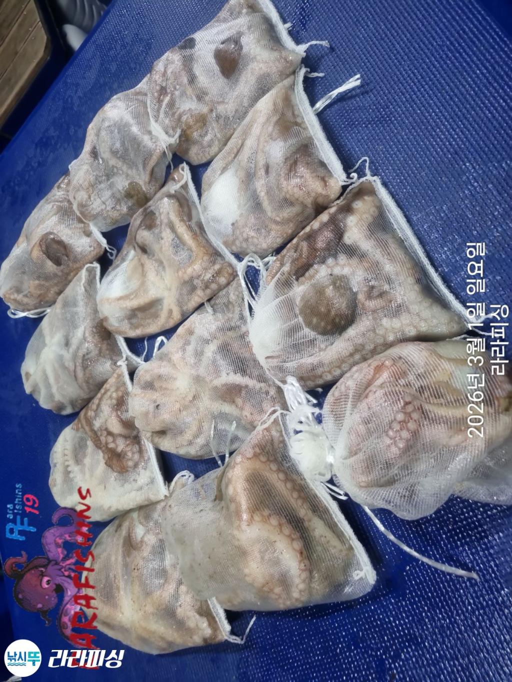 낚시뚜,낙지,돌문어,속천항(진해),라라피싱,낚시뚜12