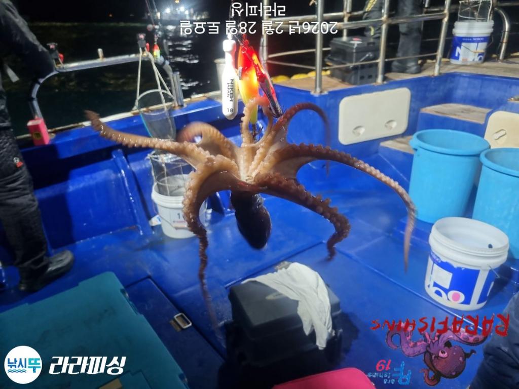 낚시뚜,낙지,돌문어,속천항(진해),라라피싱,낚시뚜9