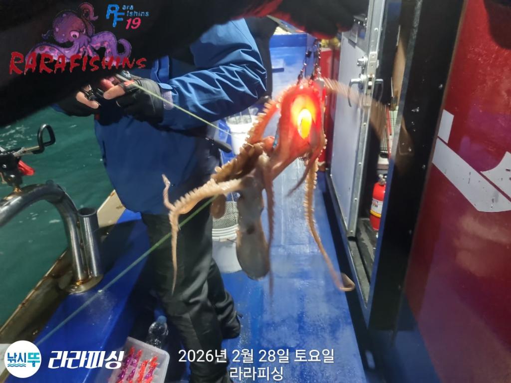 낚시뚜,낙지,돌문어,속천항(진해),라라피싱,낚시뚜7