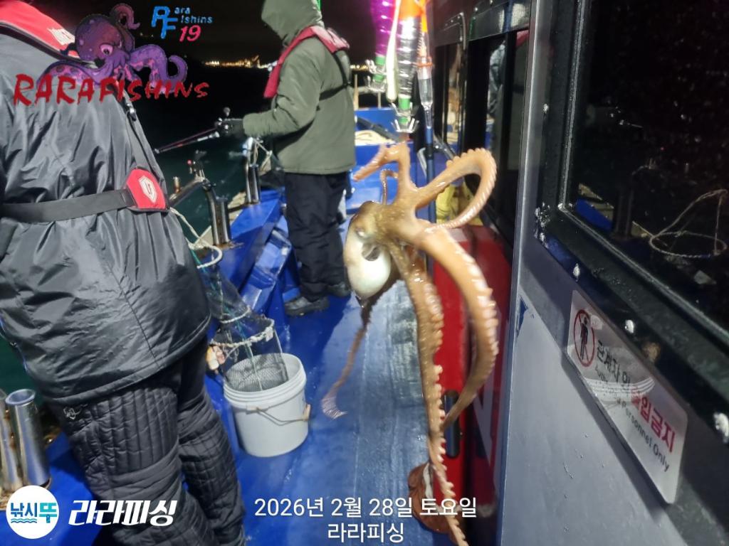 낚시뚜,낙지,돌문어,속천항(진해),라라피싱,낚시뚜6