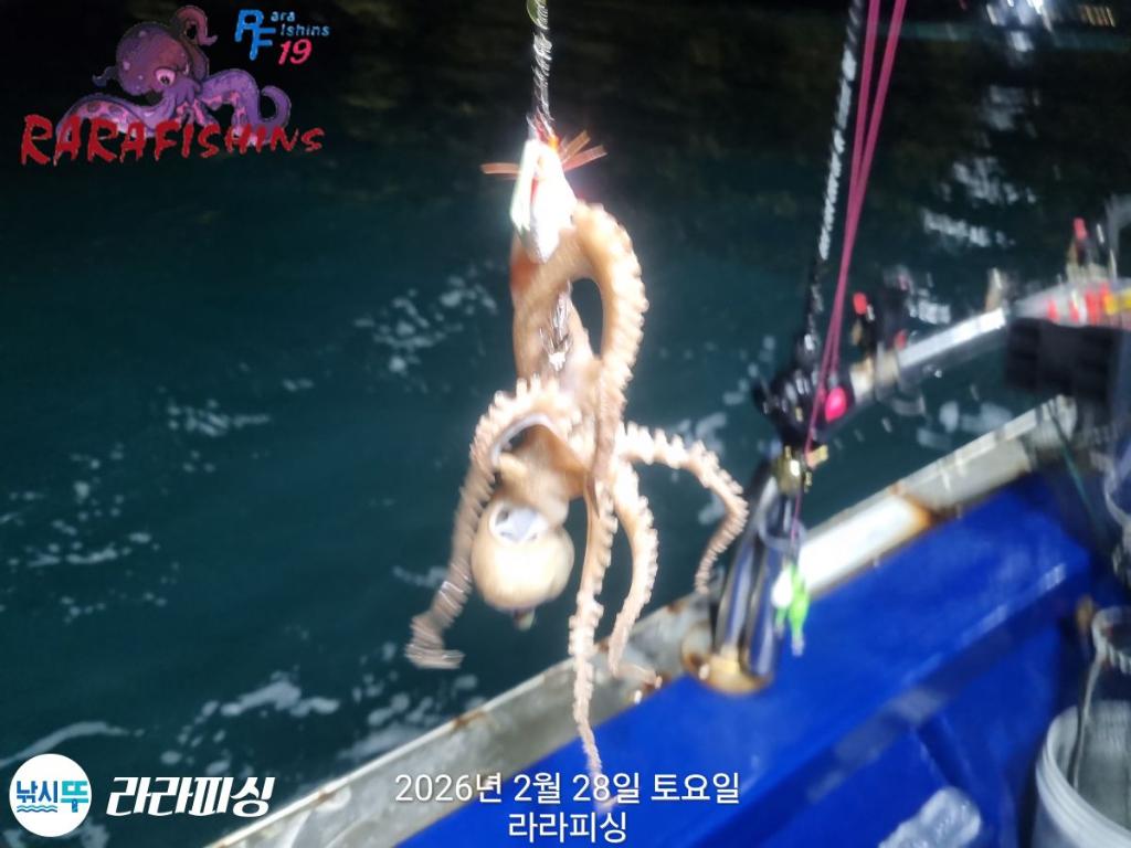 낚시뚜,낙지,돌문어,속천항(진해),라라피싱,낚시뚜5