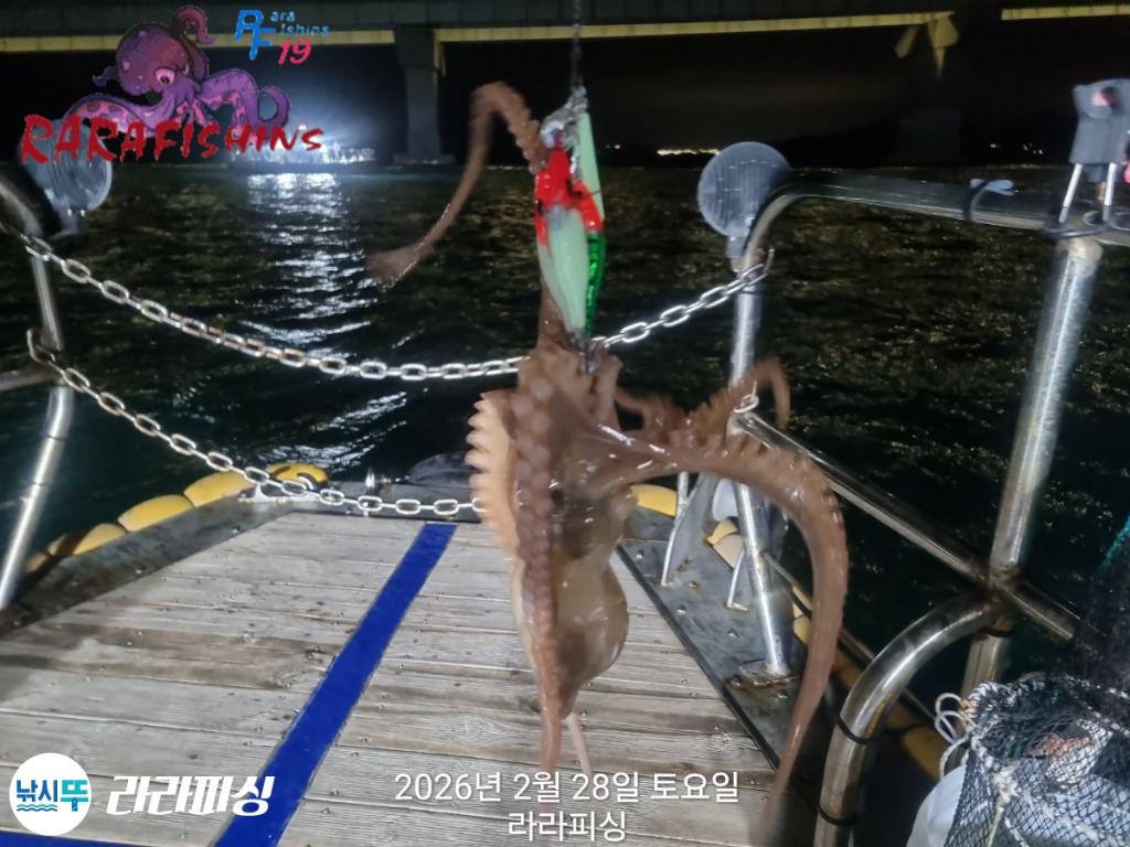 낚시뚜,낙지,돌문어,속천항(진해),라라피싱,낚시뚜4