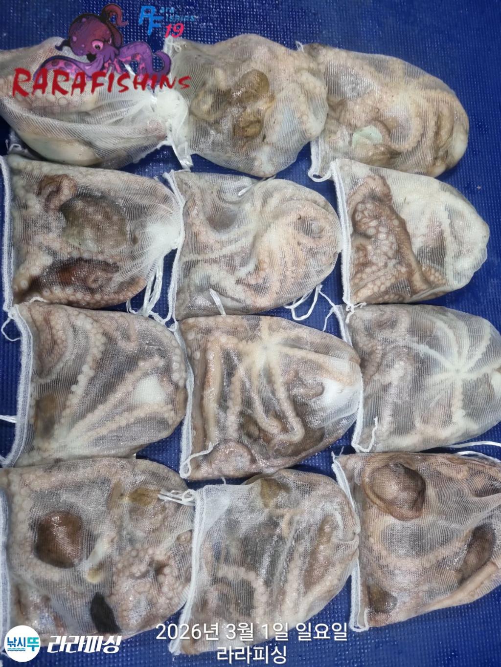 낚시뚜,낙지,돌문어,속천항(진해),라라피싱,낚시뚜13