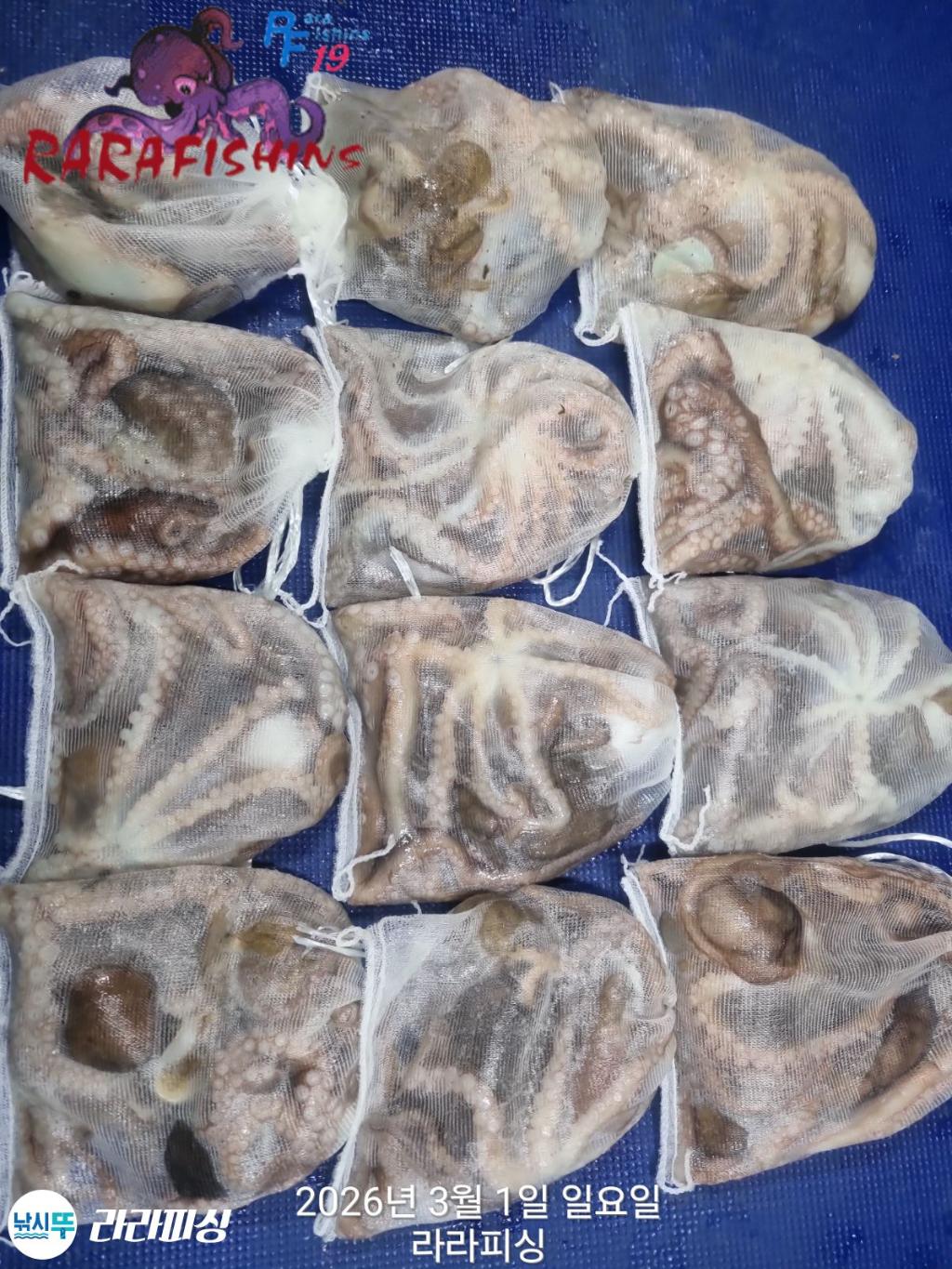 낚시뚜,낙지,속천항(진해),라라피싱,낚시뚜13