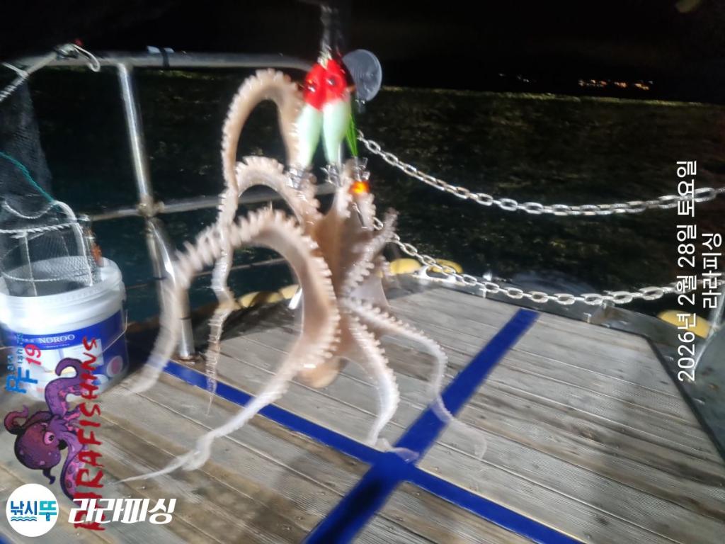 낚시뚜,낙지,속천항(진해),라라피싱,낚시뚜7