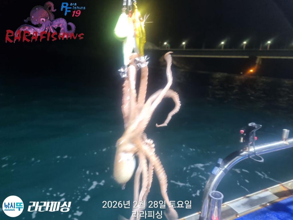 낚시뚜,낙지,속천항(진해),라라피싱,낚시뚜1