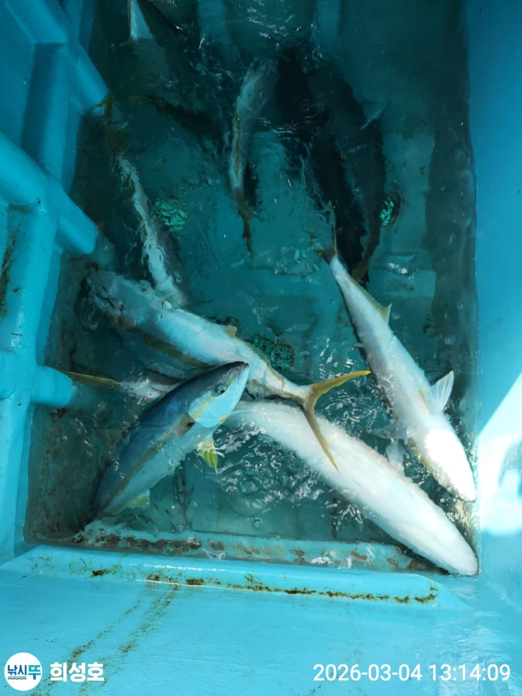 낚시뚜,방어,모슬포항,희성호,낚시뚜2