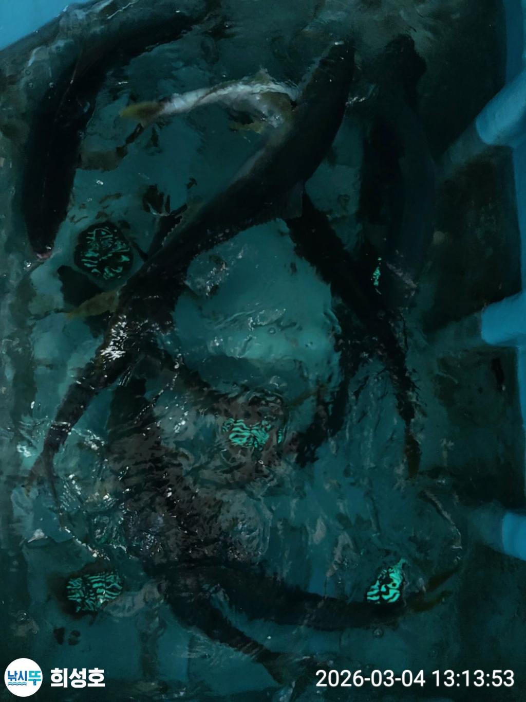 낚시뚜,방어,모슬포항,희성호,낚시뚜1