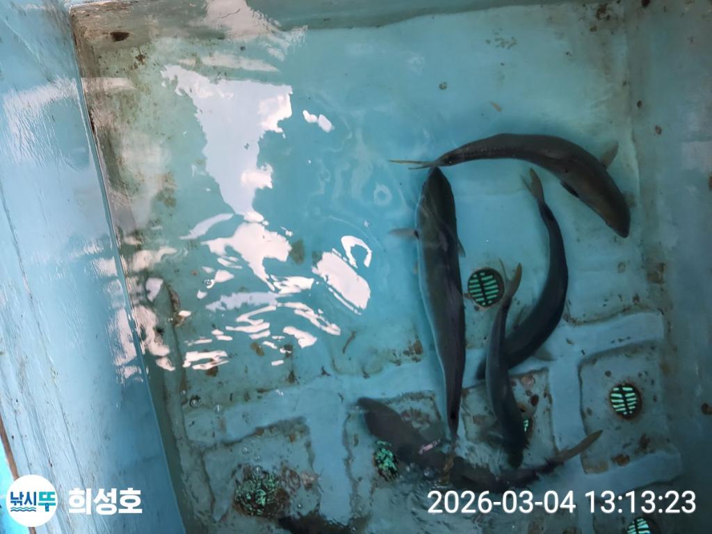 낚시뚜,방어,모슬포항,희성호,낚시뚜0