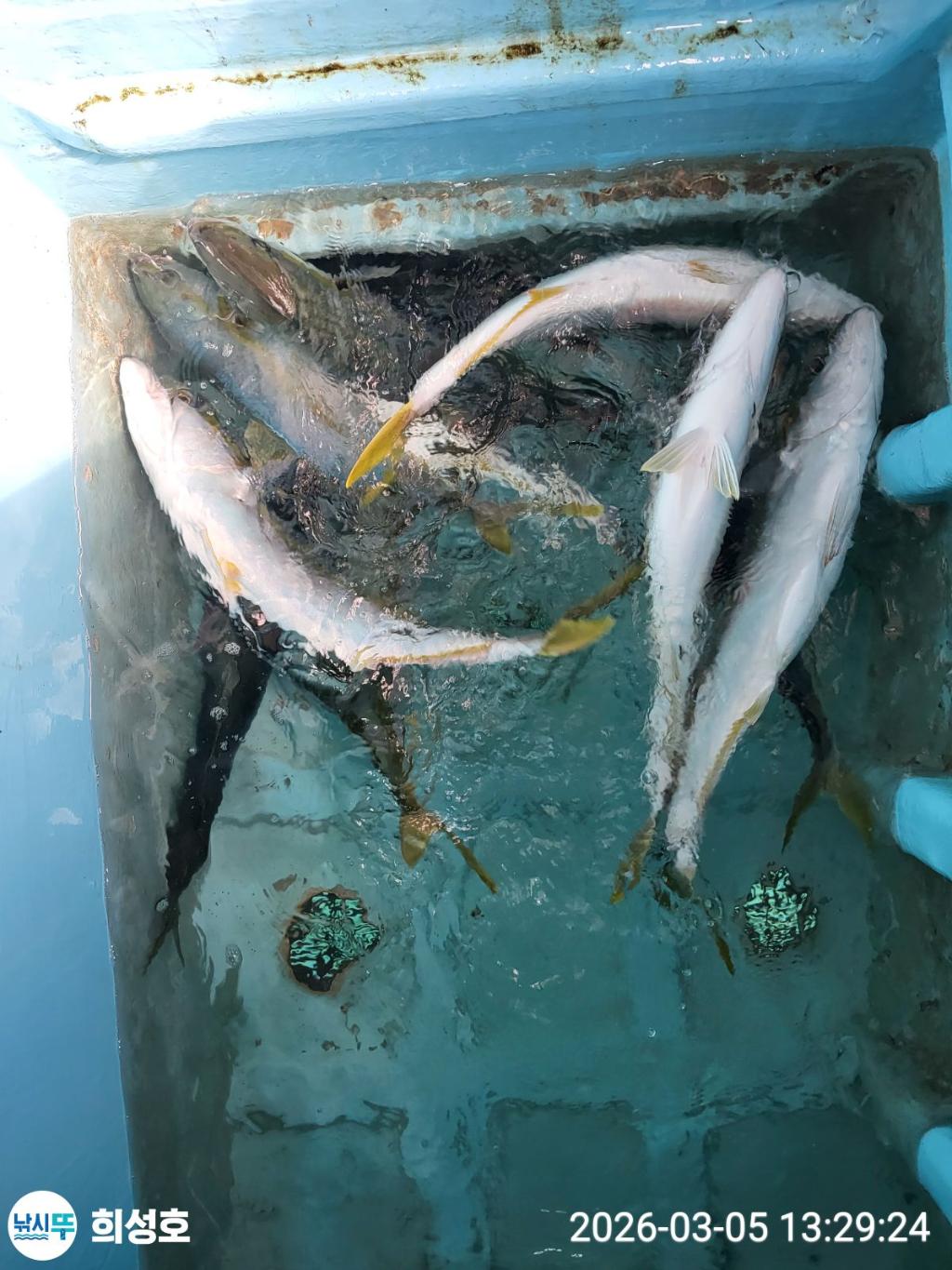 낚시뚜,방어,모슬포항,희성호,낚시뚜11