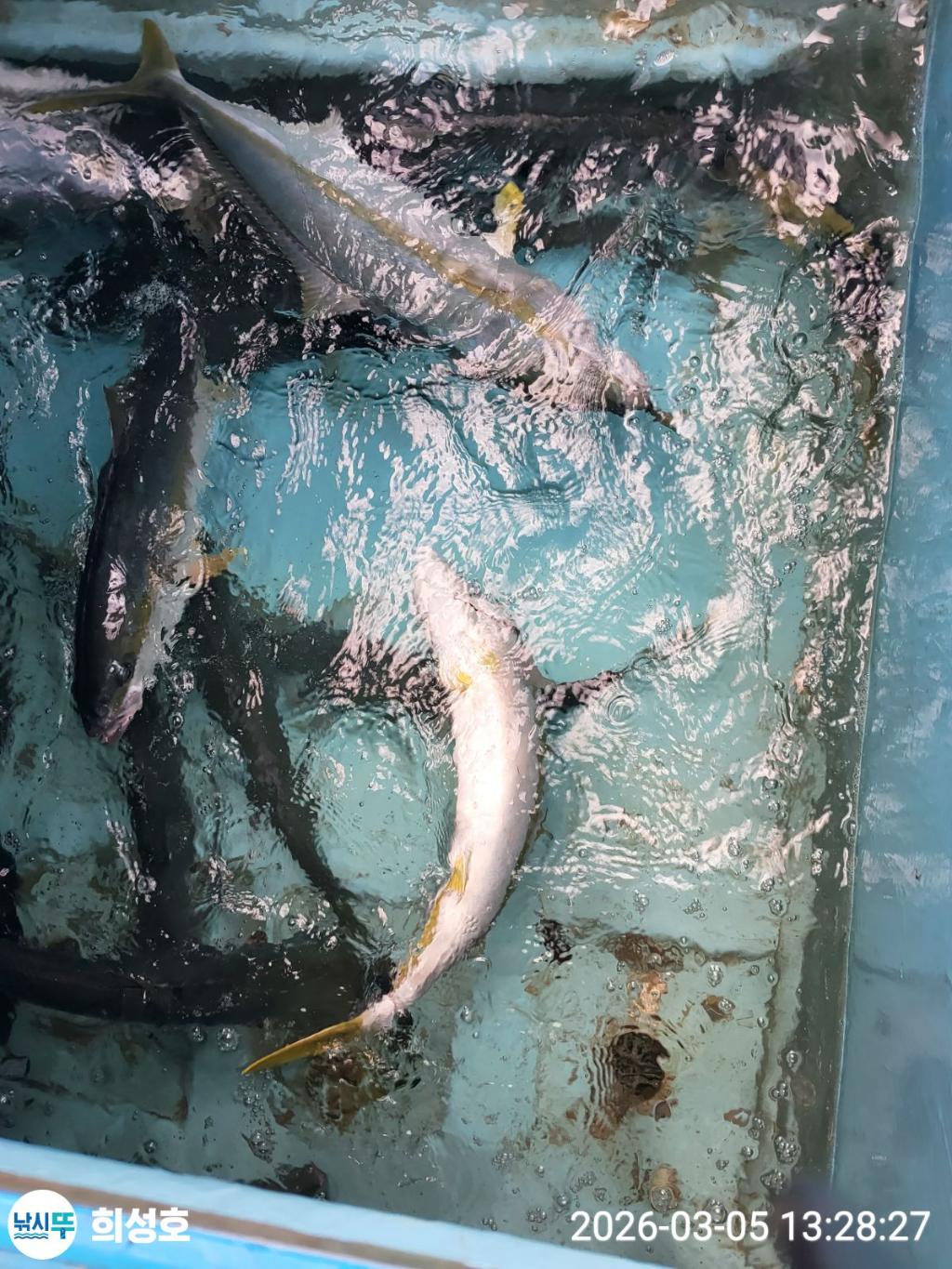 낚시뚜,방어,모슬포항,희성호,낚시뚜10