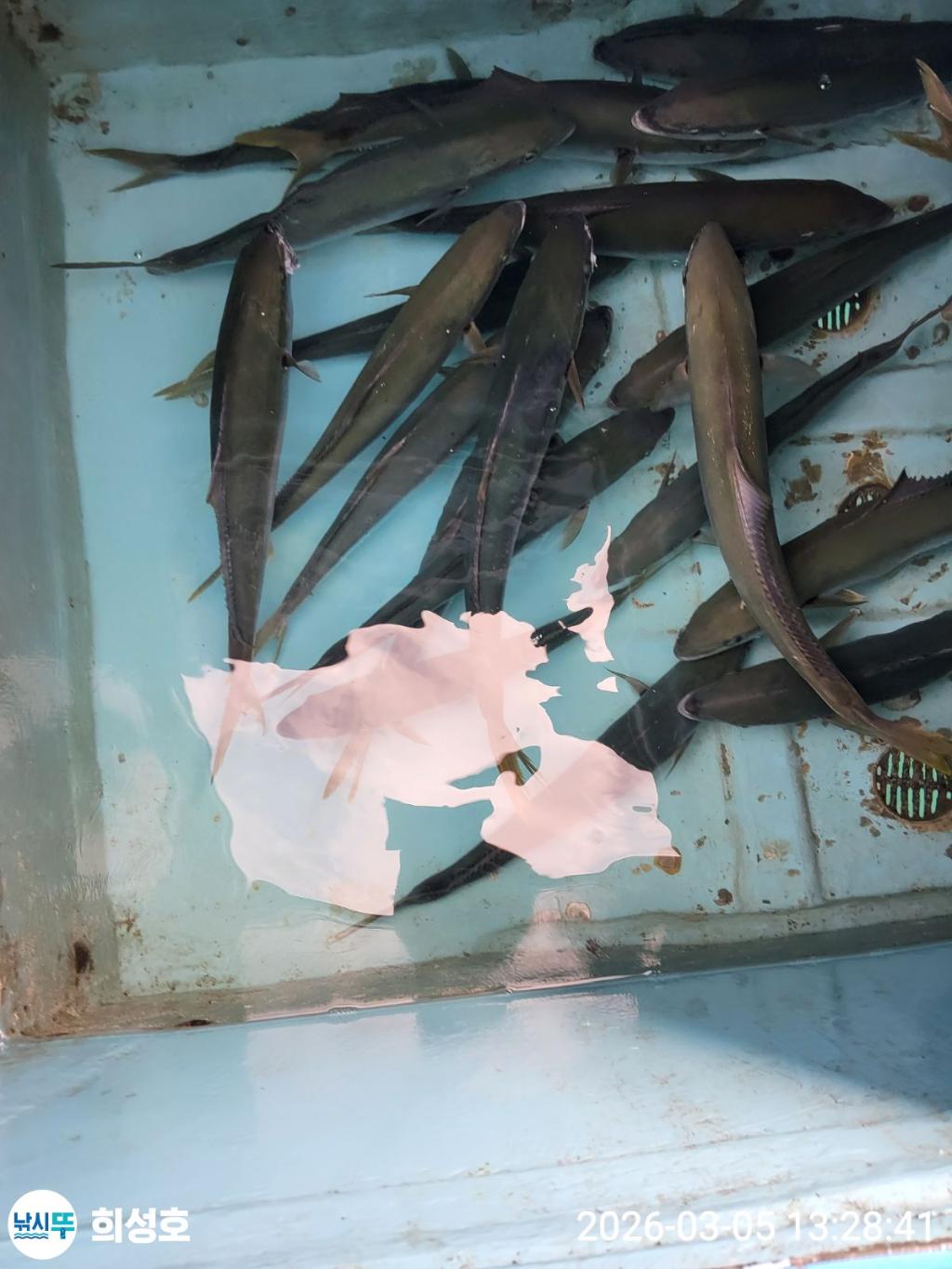 낚시뚜,방어,모슬포항,희성호,낚시뚜9