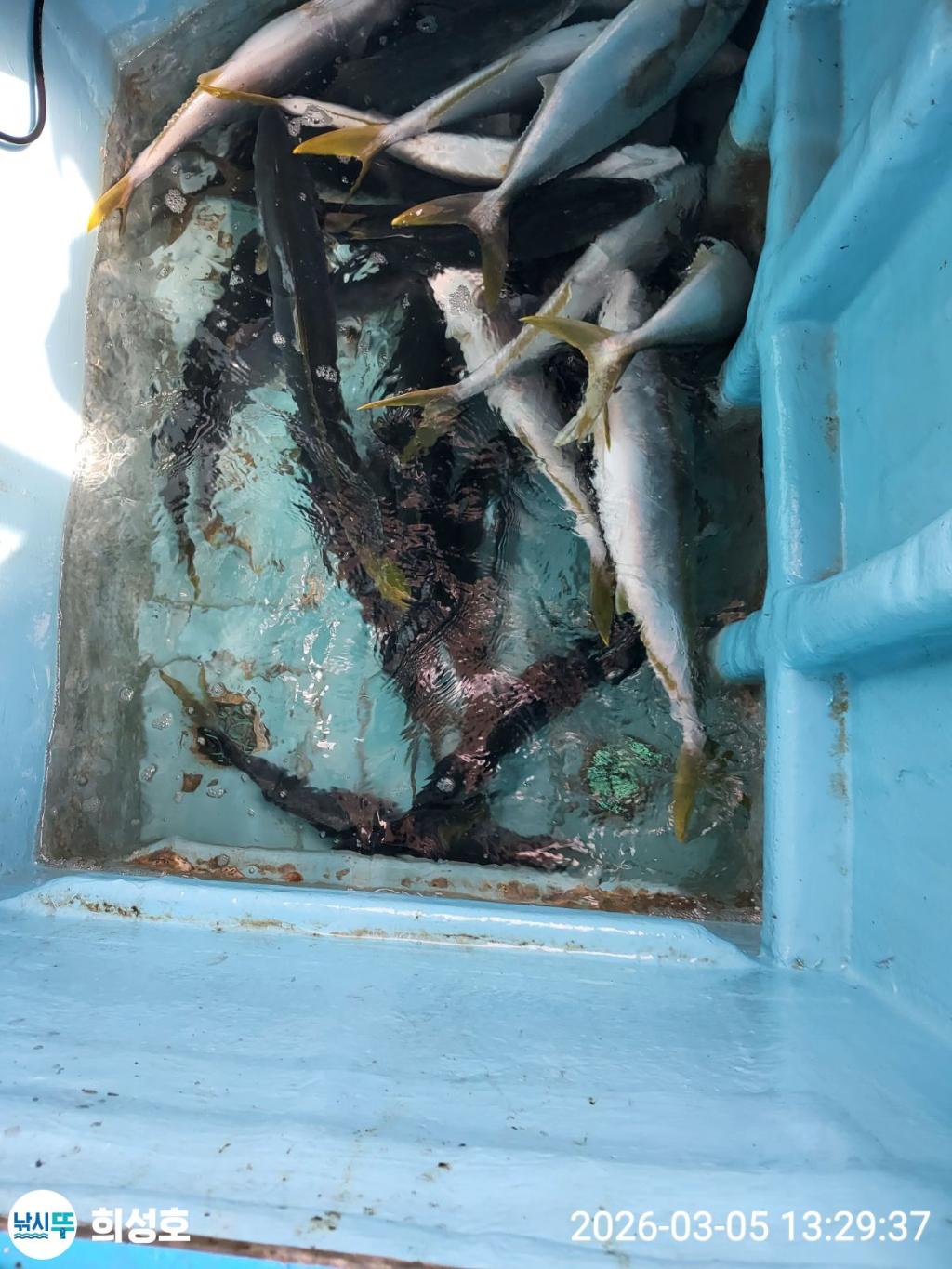 낚시뚜,방어,모슬포항,희성호,낚시뚜8