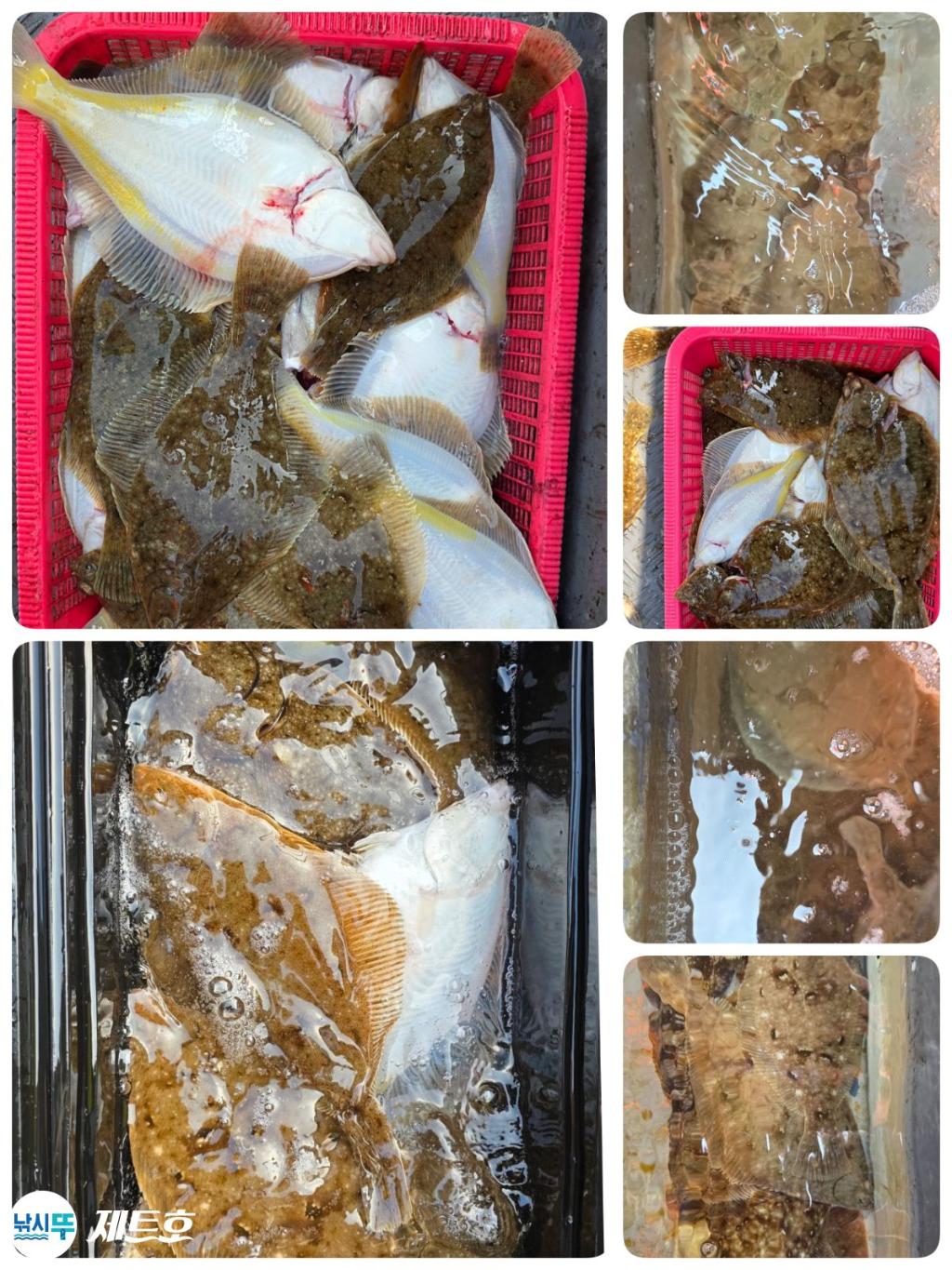 낚시뚜,도다리,가자미,영일만항,포항 제트호,낚시뚜0