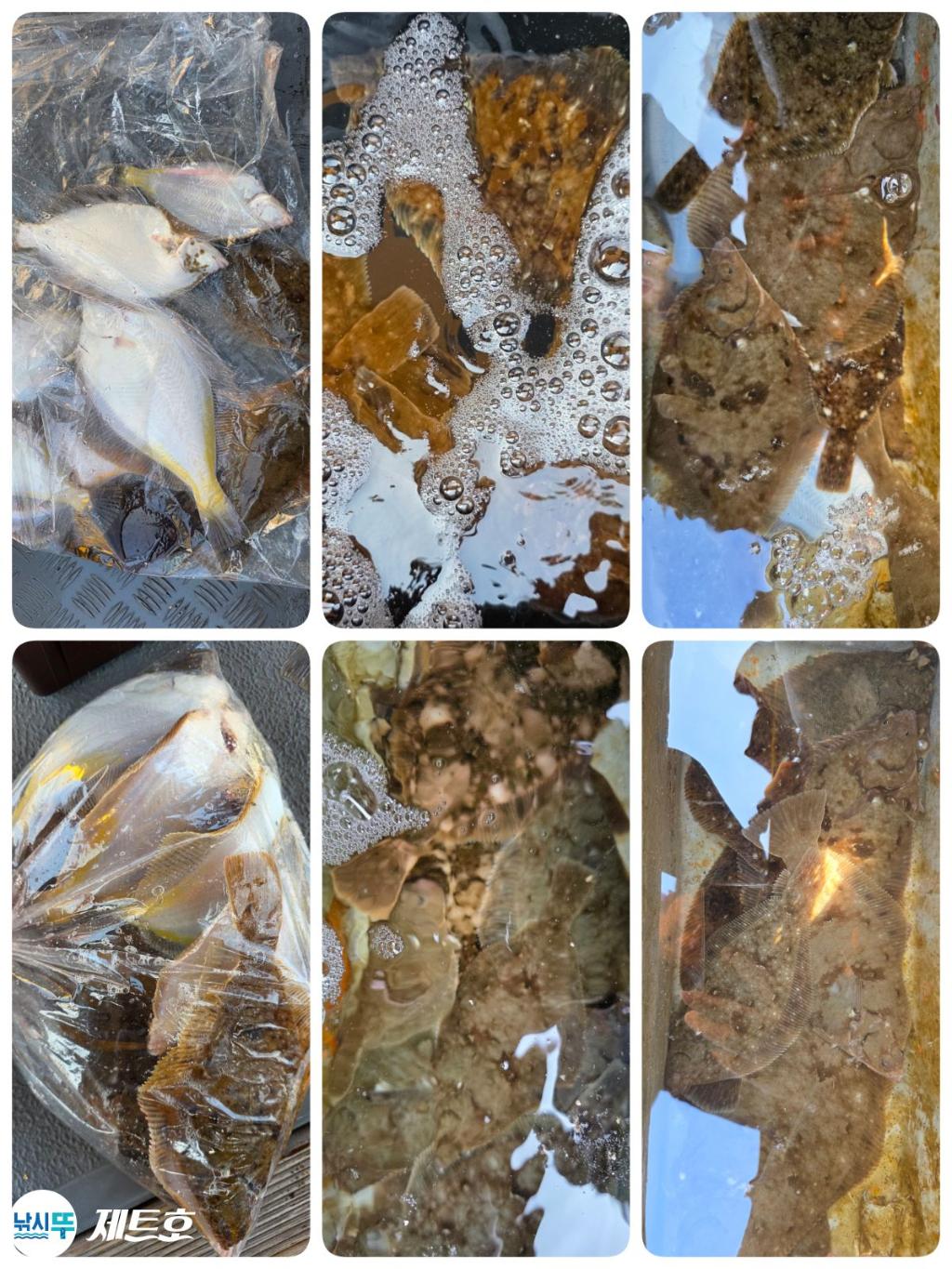 낚시뚜,도다리,가자미,영일만항,포항 제트호,낚시뚜2