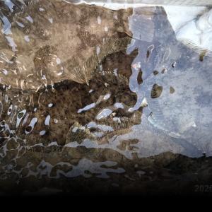 조황, 봄도다리~손맛많이보고.선상푸짐한횟밥상.채비.지렁이모두제공합니다~월요일부터 예약가능합니다