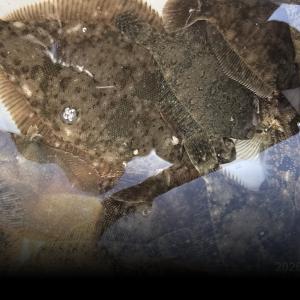 조황, 봄도다리~선상푸짐한횟밥상.채비.지렁이모두제공합니다~월요일부터 예약가능합니다