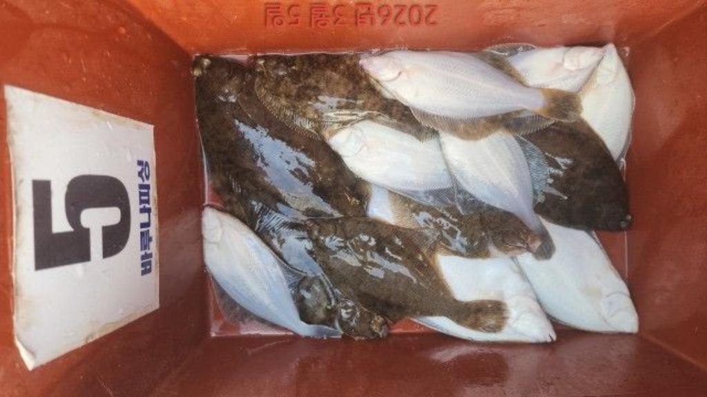 낚시뚜,도다리,속천항(진해),바루나피싱,낚시뚜7