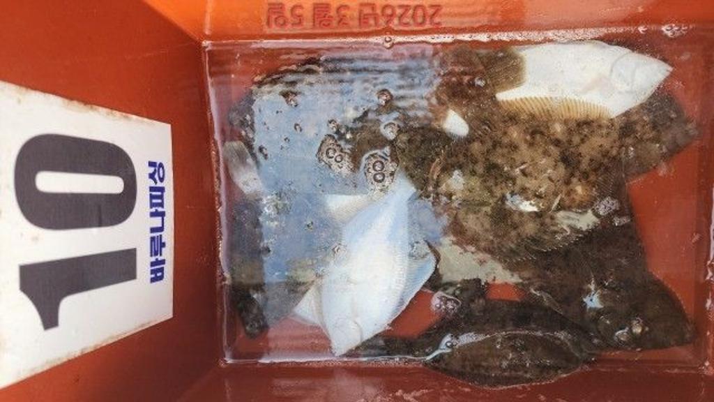 낚시뚜,도다리,속천항(진해),바루나피싱,낚시뚜5