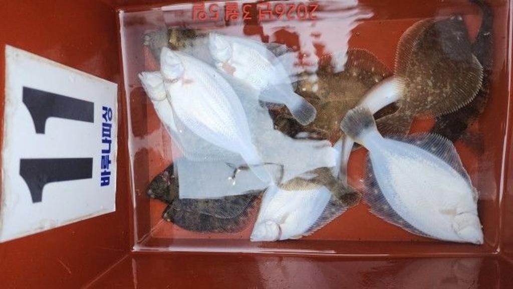 낚시뚜,도다리,속천항(진해),바루나피싱,낚시뚜4