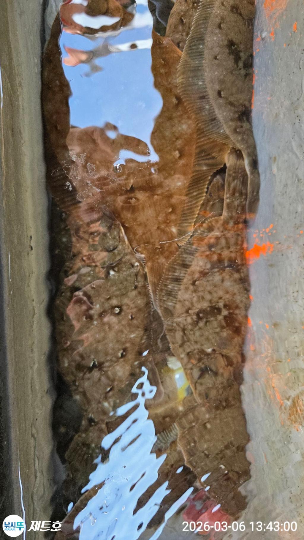 낚시뚜,도다리,가자미,영일만항,포항 제트호,낚시뚜7