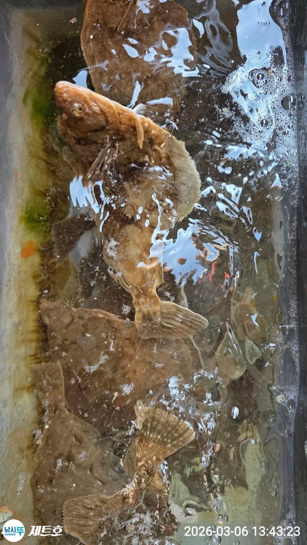 낚시뚜,도다리,가자미,영일만항,포항 제트호,낚시뚜5