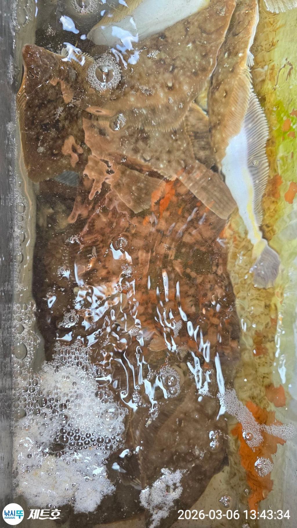 낚시뚜,도다리,가자미,영일만항,포항 제트호,낚시뚜4