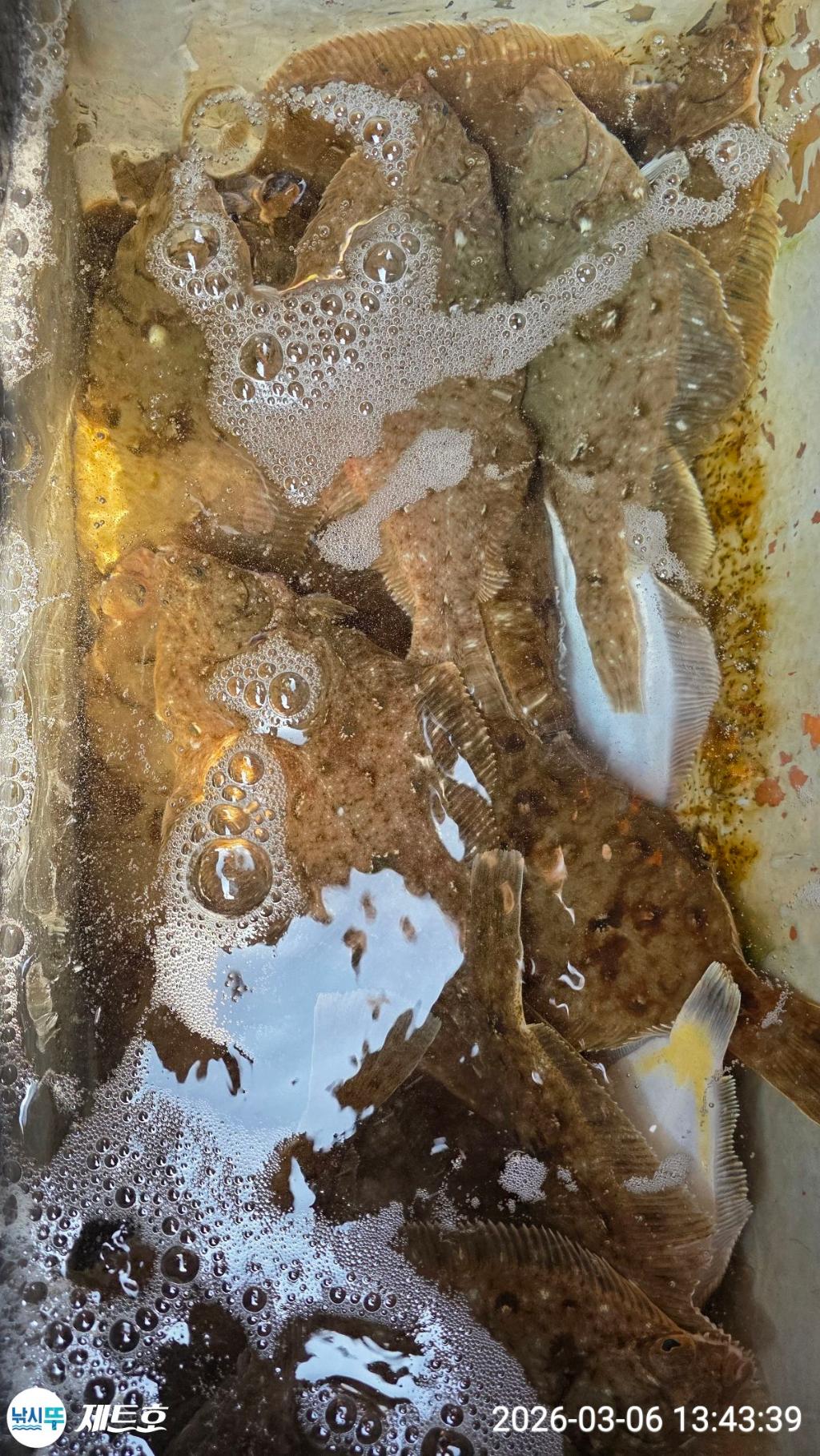 낚시뚜,도다리,가자미,영일만항,포항 제트호,낚시뚜3