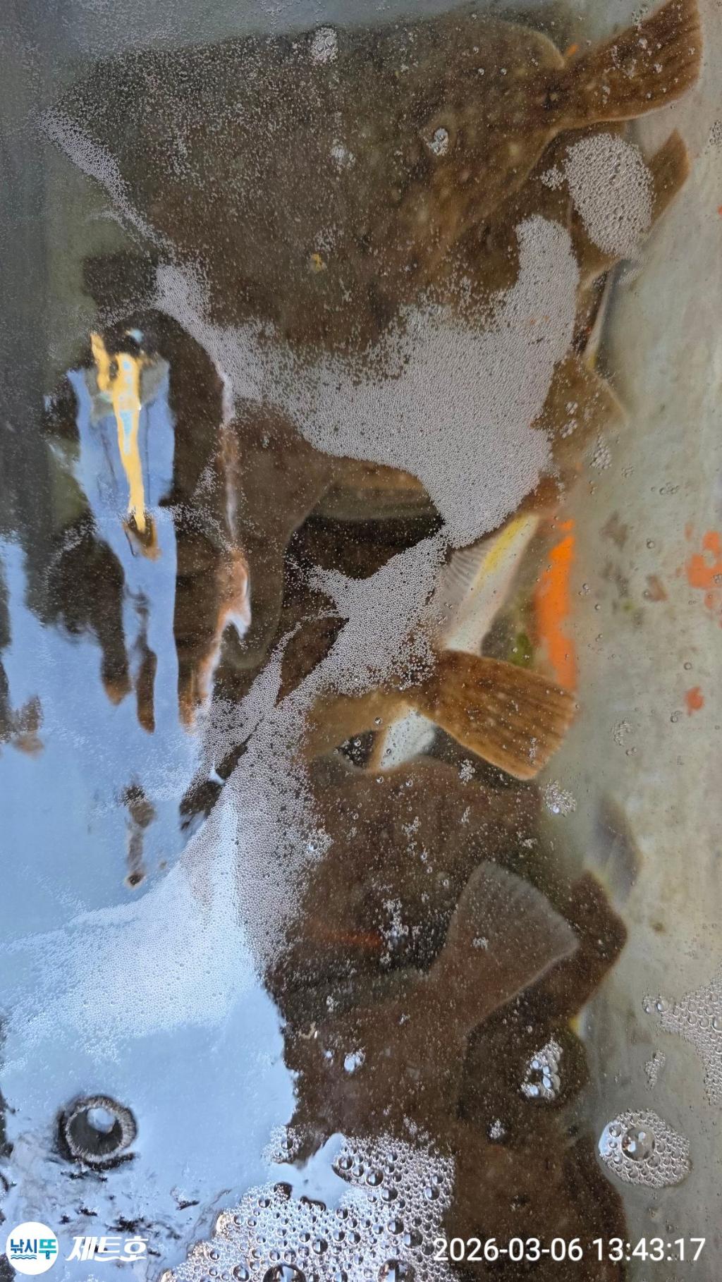 낚시뚜,도다리,가자미,영일만항,포항 제트호,낚시뚜2