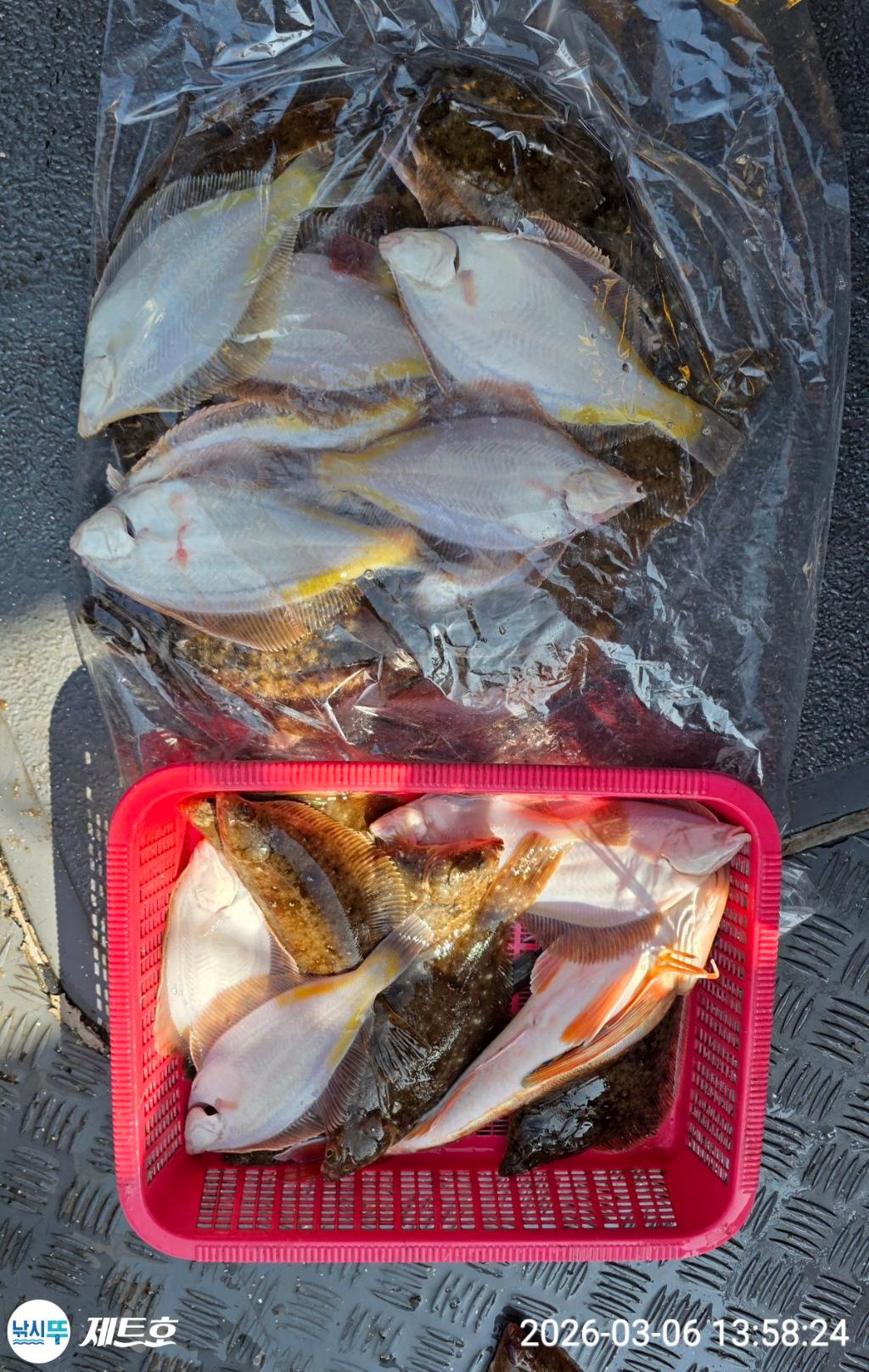 낚시뚜,도다리,가자미,영일만항,포항 제트호,낚시뚜1