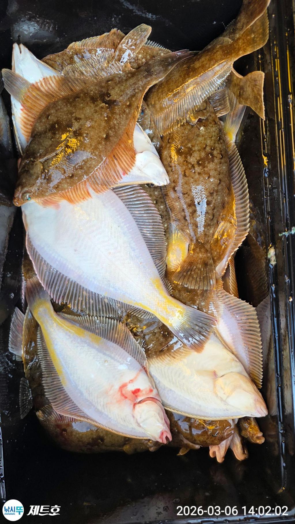 낚시뚜,도다리,가자미,영일만항,포항 제트호,낚시뚜0