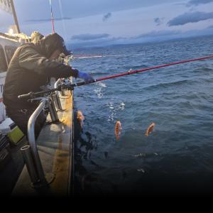 조황, 6일 왕볼 왕열기 조황입니다