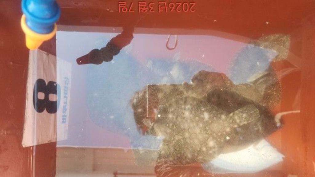 낚시뚜,도다리,속천항(진해),바루나피싱,낚시뚜5