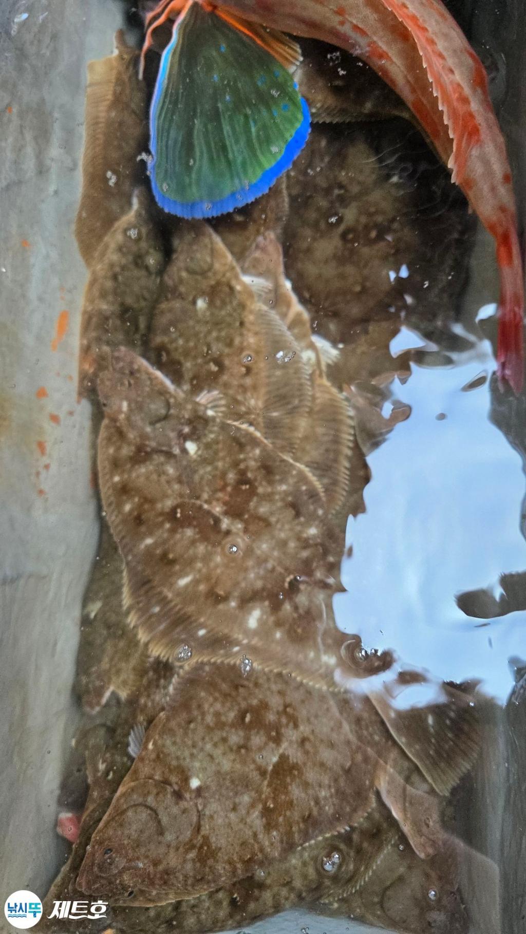 낚시뚜,도다리,가자미,영일만항,포항 제트호,낚시뚜5