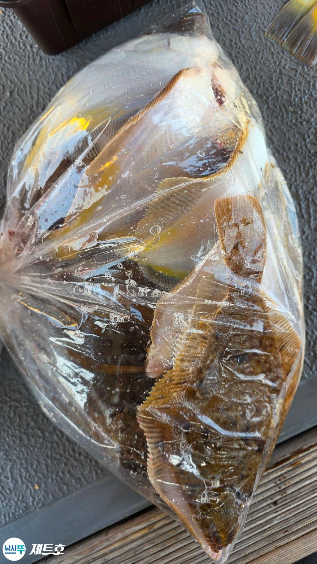 낚시뚜,도다리,가자미,영일만항,포항 제트호,낚시뚜3