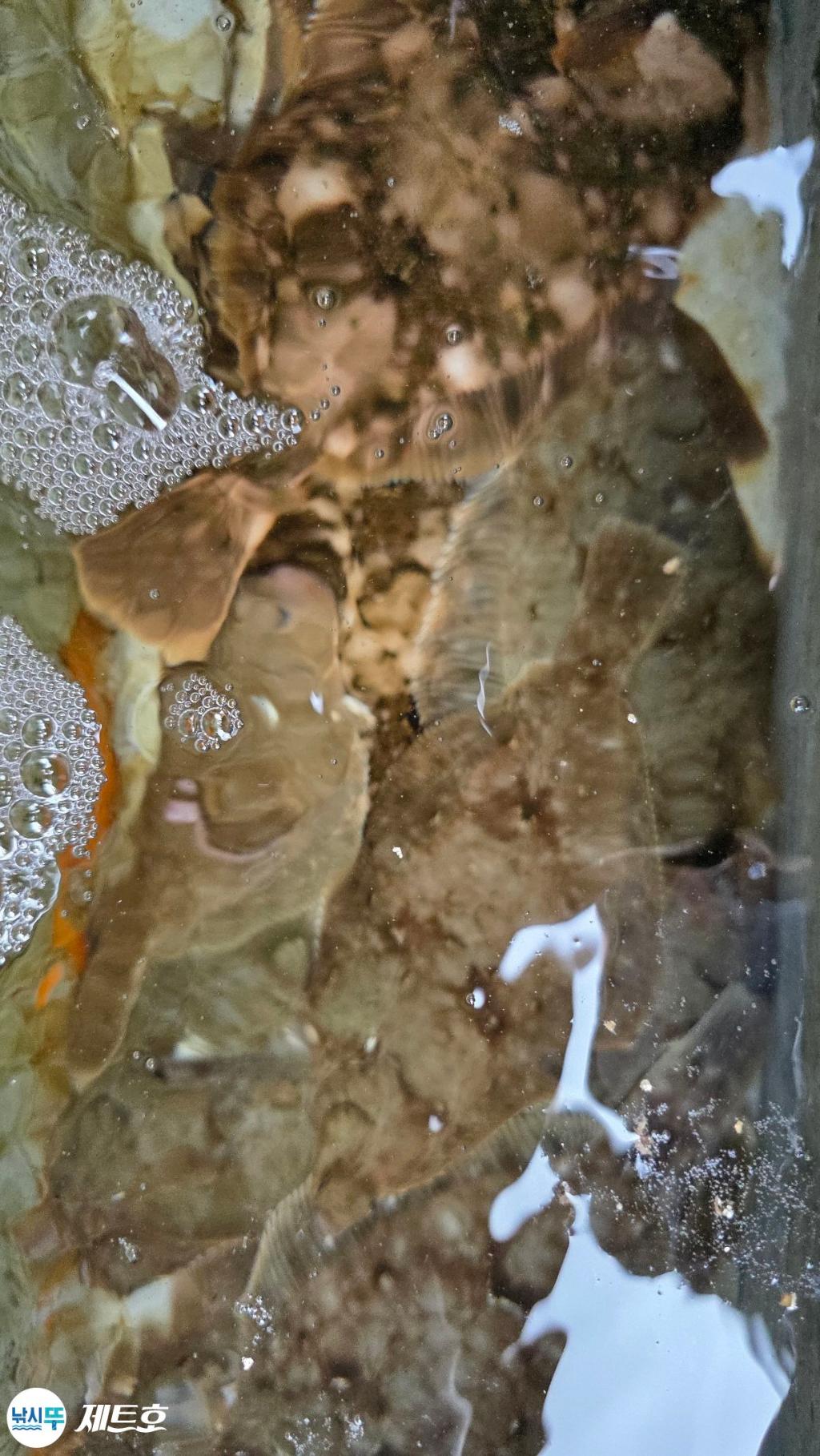 낚시뚜,도다리,가자미,영일만항,포항 제트호,낚시뚜1