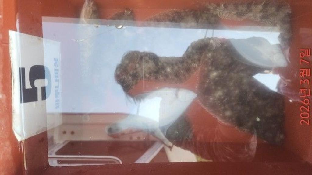 낚시뚜,도다리,속천항(진해),바루나피싱,낚시뚜3