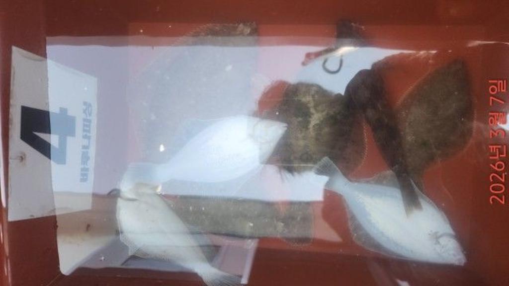 낚시뚜,도다리,속천항(진해),바루나피싱,낚시뚜2