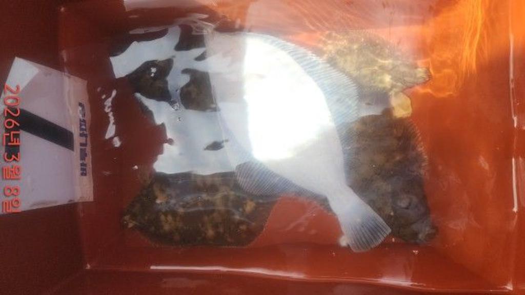 낚시뚜,도다리,속천항(진해),바루나피싱,낚시뚜10