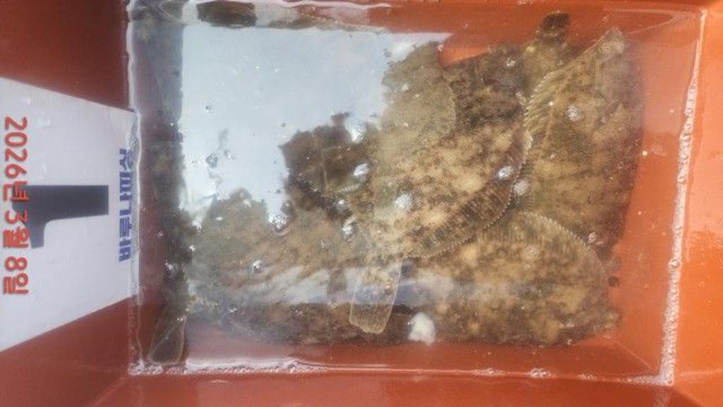 낚시뚜,도다리,속천항(진해),바루나피싱,낚시뚜8