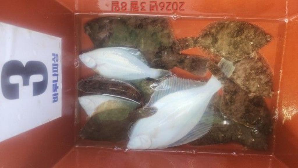 낚시뚜,도다리,속천항(진해),바루나피싱,낚시뚜7