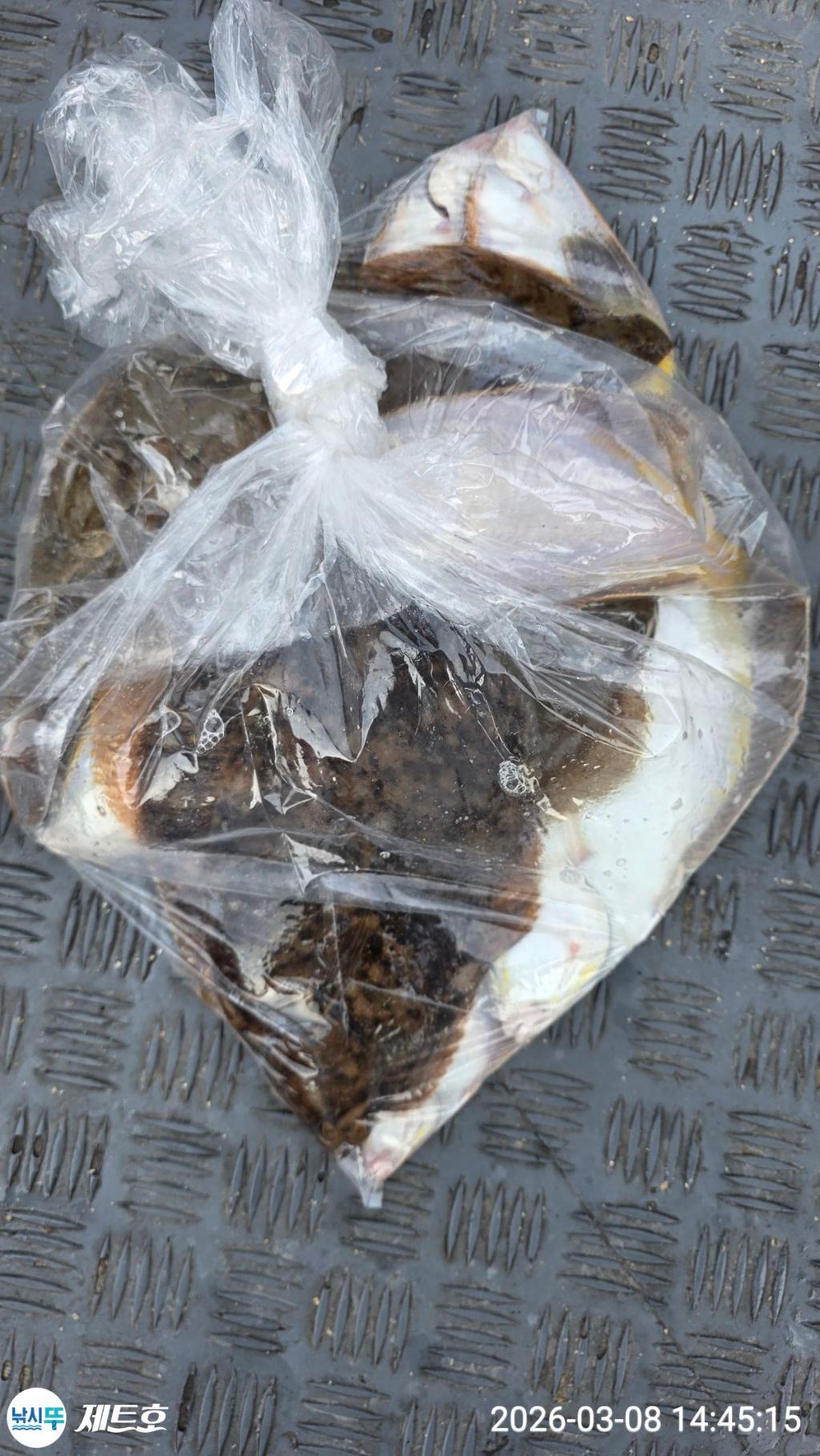 낚시뚜,도다리,가자미,영일만항,포항 제트호,낚시뚜39