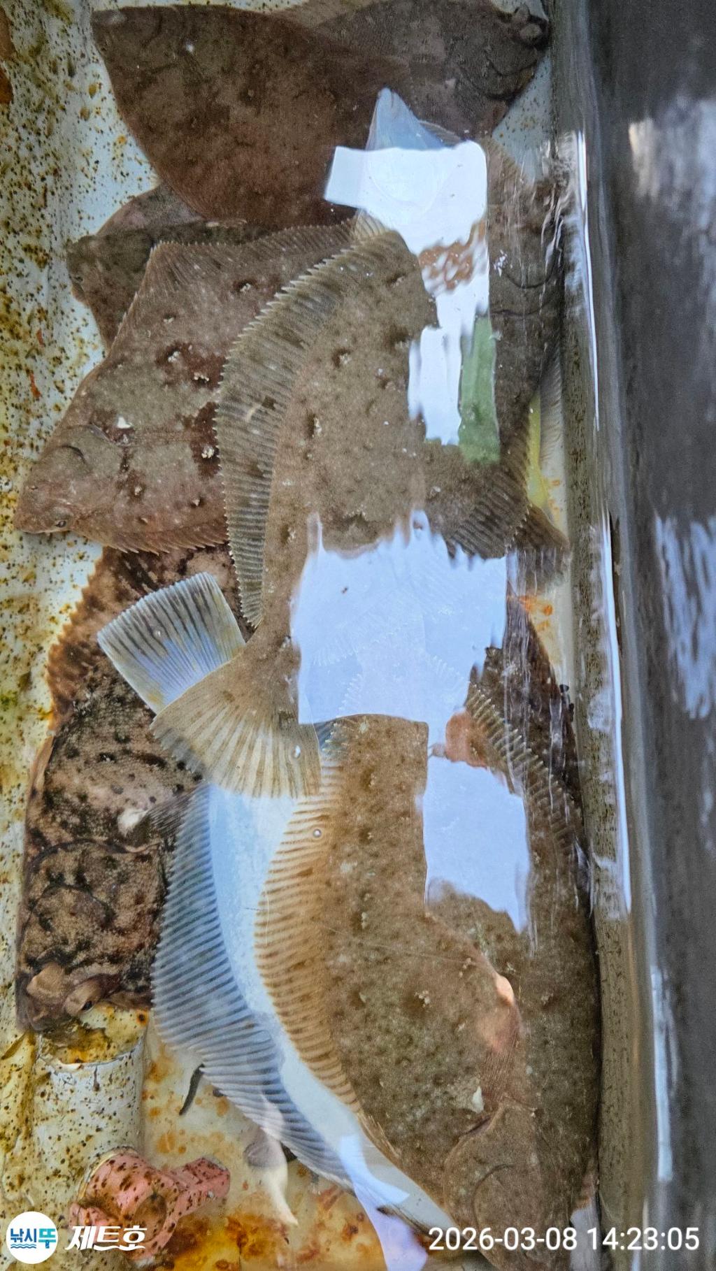 낚시뚜,도다리,가자미,영일만항,포항 제트호,낚시뚜38