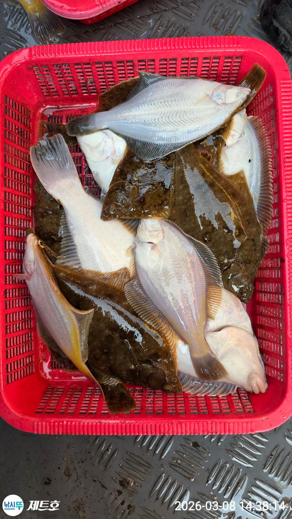 낚시뚜,도다리,가자미,영일만항,포항 제트호,낚시뚜37